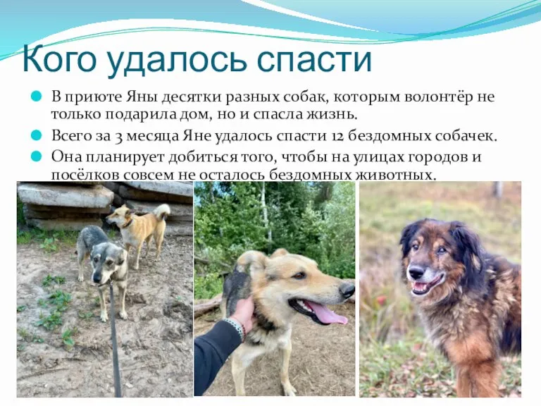 Кого удалось спасти В приюте Яны десятки разных собак, которым волонтёр не