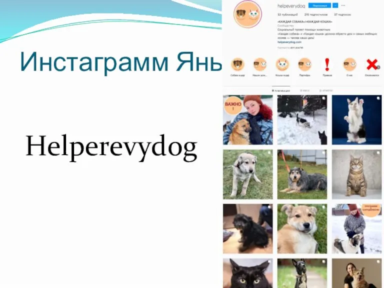 Инстаграмм Яны Helperevydog