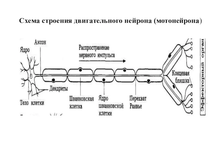 Схема строения двигательного нейрона (мотонейрона)