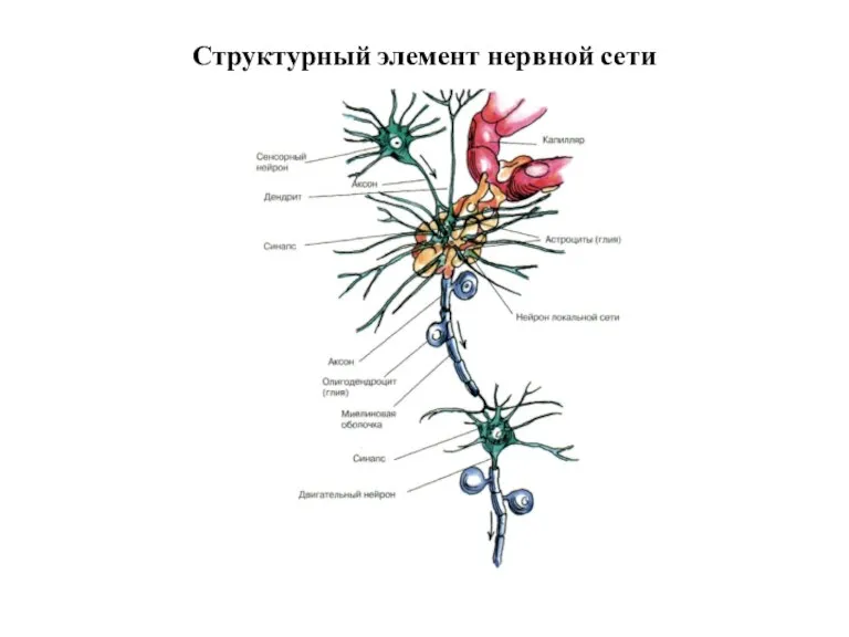 Структурный элемент нервной сети