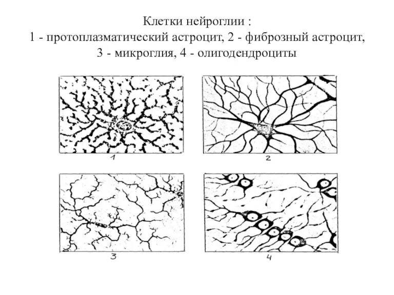 Клетки нейроглии : 1 - протоплазматический астроцит, 2 - фиброзный астроцит, 3