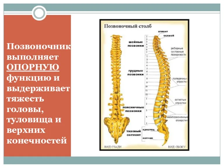 Позвоночник выполняет ОПОРНУЮ функцию и выдерживает тяжесть головы, туловища и верхних конечностей