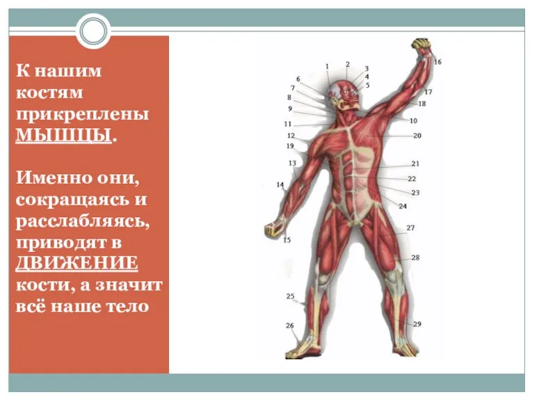 К нашим костям прикреплены МЫШЦЫ. Именно они, сокращаясь и расслабляясь, приводят в