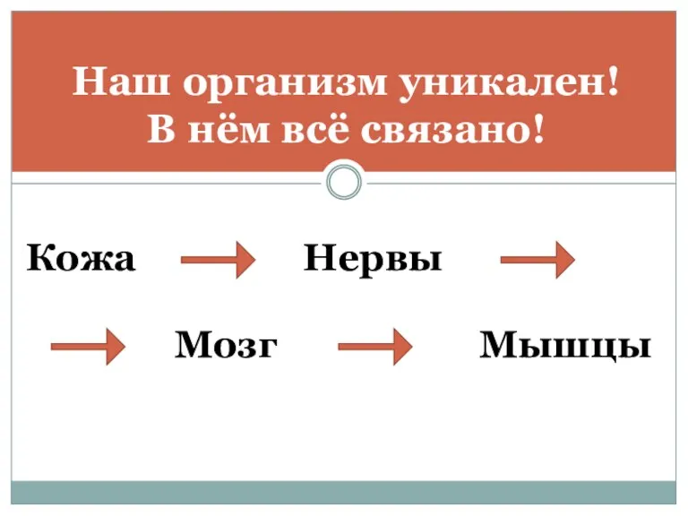 Наш организм уникален! В нём всё связано! Кожа Нервы Мозг Мышцы