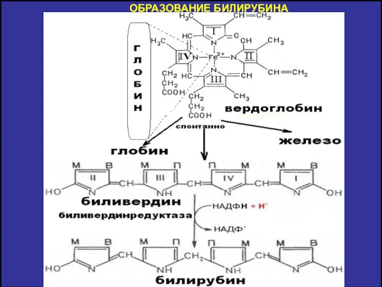 ОБРАЗОВАНИЕ БИЛИРУБИНА