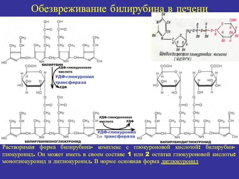 Обезвреживание билирубина в печени Растворимая форма билирубина- комплекс с глюкуроновой кислотой: билирубин-глюкуронид.