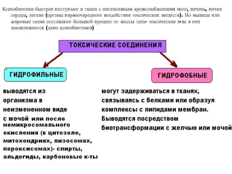 Ксенобиотики быстрее поступают в ткани с интенсивным кровоснабжением: мозг, печень, почки сердце,