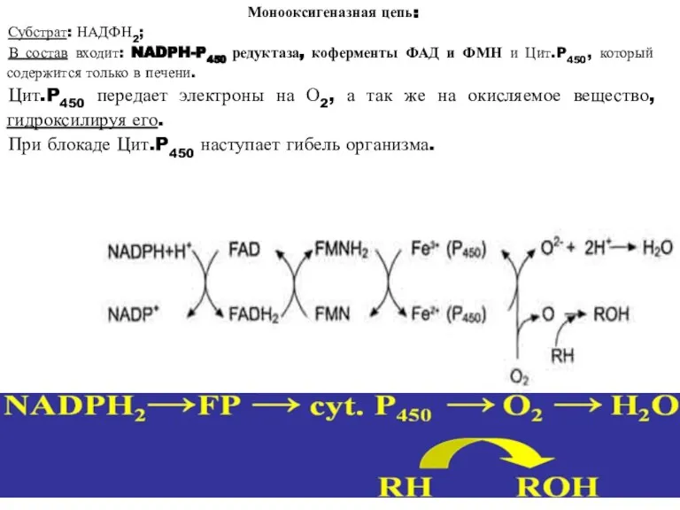 Монооксигеназная цепь: Субстрат: НАДФН2; В состав входит: NADPH-P450 редуктаза, коферменты ФАД и