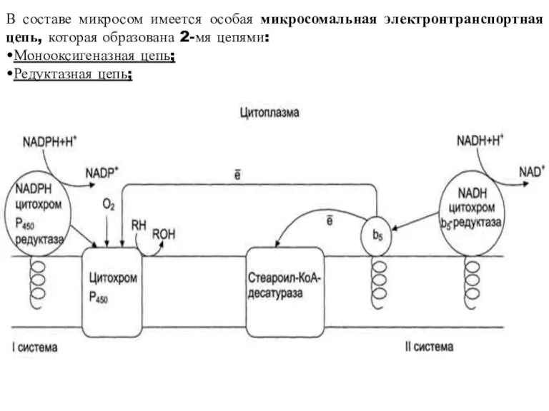 В составе микросом имеется особая микросомальная электронтранспортная цепь, которая образована 2-мя цепями: •Монооксигеназная цепь; •Редуктазная цепь;