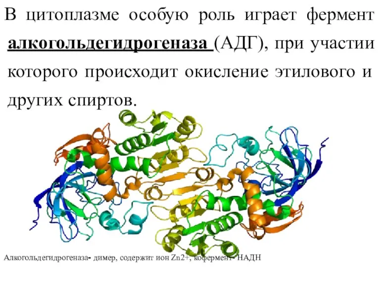 В цитоплазме особую роль играет фермент алкогольдегидрогеназа (АДГ), при участии которого происходит