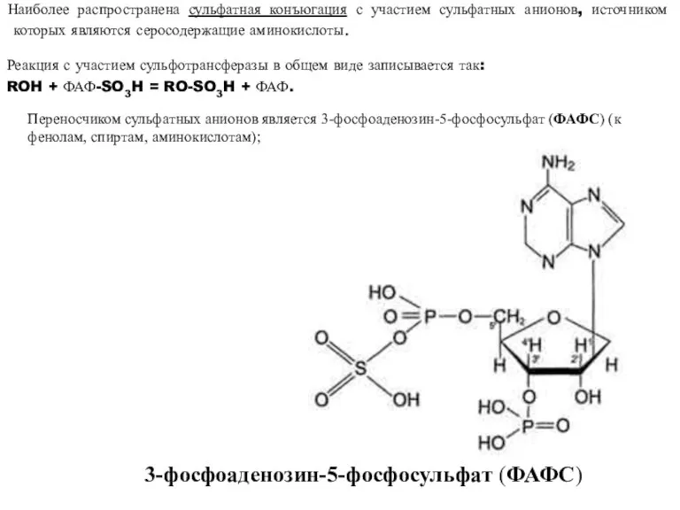 3-фосфоаденозин-5-фосфосульфат (ФАФС) Переносчиком сульфатных анионов является 3-фосфоаденозин-5-фосфосульфат (ФАФС) (к фенолам, спиртам, аминокислотам);