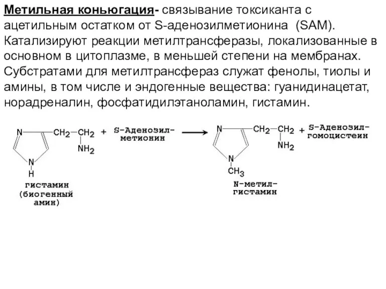 Метильная коньюгация- связывание токсиканта с ацетильным остатком от S-аденозилметионина (SAM). Катализируют реакции