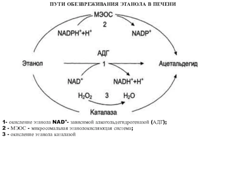 ПУТИ ОБЕЗВРЕЖИВАНИЯ ЭТАНОЛА В ПЕЧЕНИ 1- окисление этанола NAD+- зависимой алкогольдегидрогеназой (АДГ);