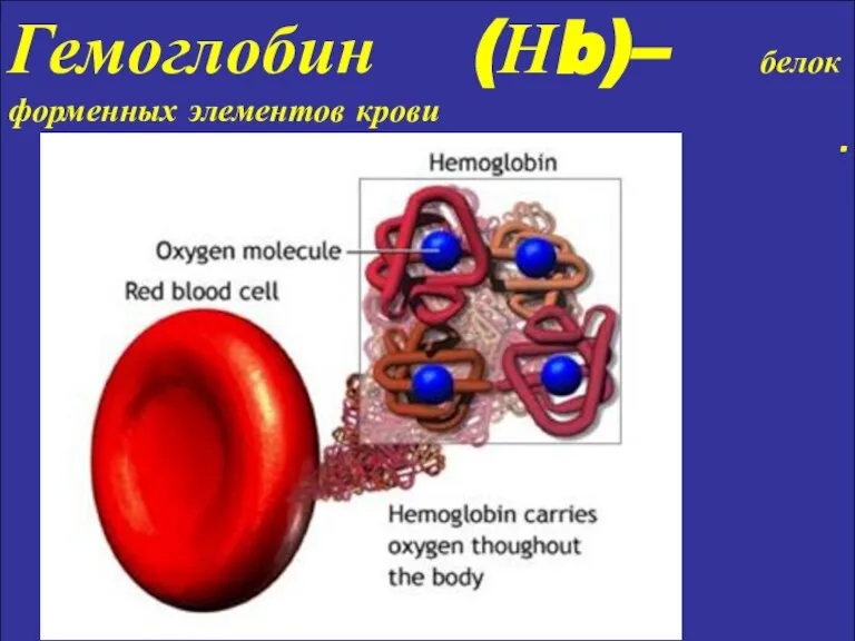 Гемоглобин (Нb)– белок форменных элементов крови .