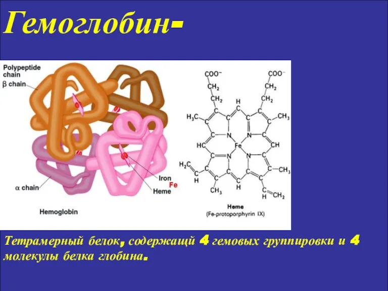 Гемоглобин- Тетрамерный белок, содержащй 4 гемовых группировки и 4 молекулы белка глобина.