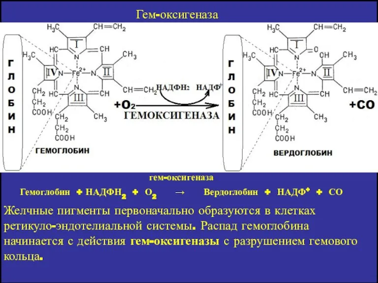 Желчные пигменты первоначально образуются в клетках ретикуло-эндотелиальной системы. Распад гемоглобина начинается с