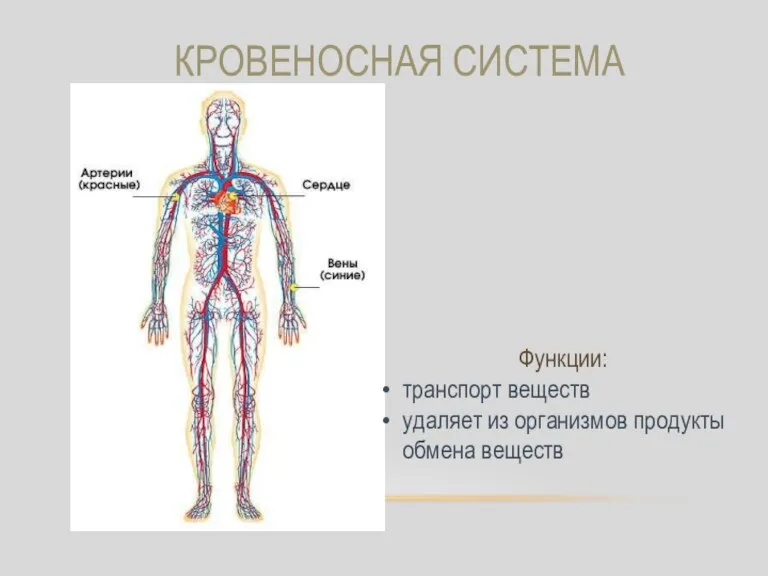 КРОВЕНОСНАЯ СИСТЕМА Функции: транспорт веществ удаляет из организмов продукты обмена веществ