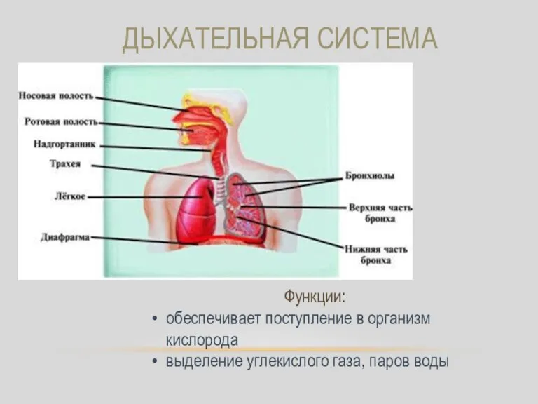 ДЫХАТЕЛЬНАЯ СИСТЕМА Функции: обеспечивает поступление в организм кислорода выделение углекислого газа, паров воды