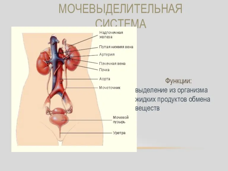 МОЧЕВЫДЕЛИТЕЛЬНАЯ СИСТЕМА Функции: выделение из организма жидких продуктов обмена веществ