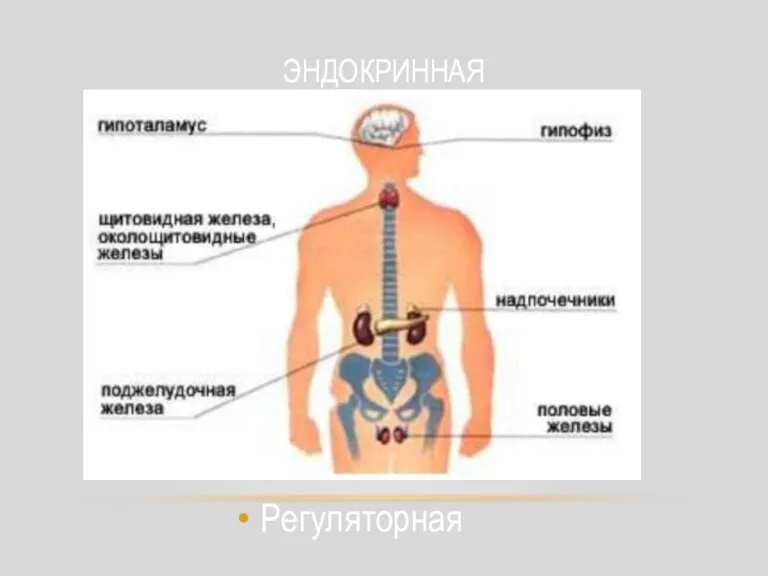 ЭНДОКРИННАЯ Регуляторная