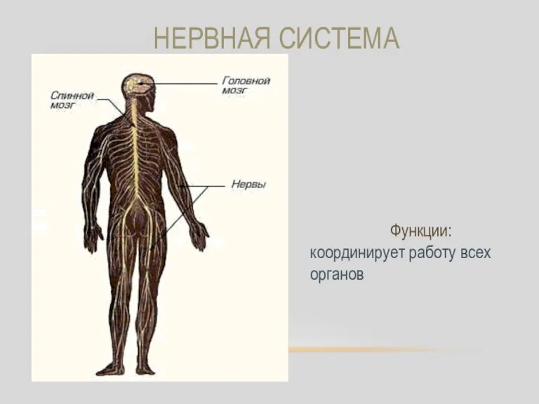 НЕРВНАЯ СИСТЕМА Функции: координирует работу всех органов