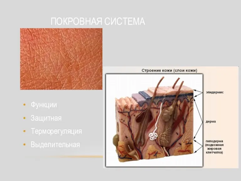 ПОКРОВНАЯ СИСТЕМА Функции Защитная Терморегуляция Выделительная