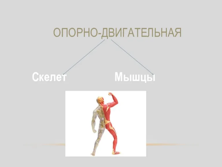 ОПОРНО-ДВИГАТЕЛЬНАЯ Скелет Мышцы