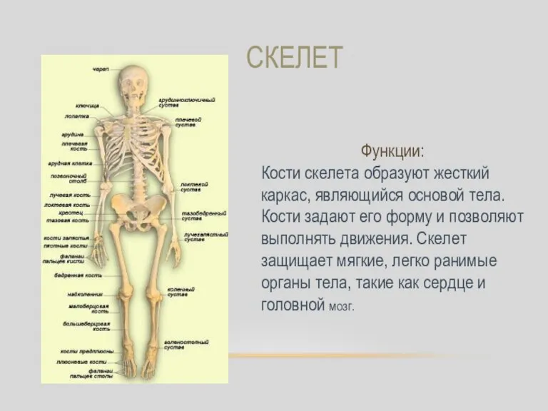 СКЕЛЕТ Функции: Кости скелета образуют жесткий каркас, являющийся основой тела. Кости задают
