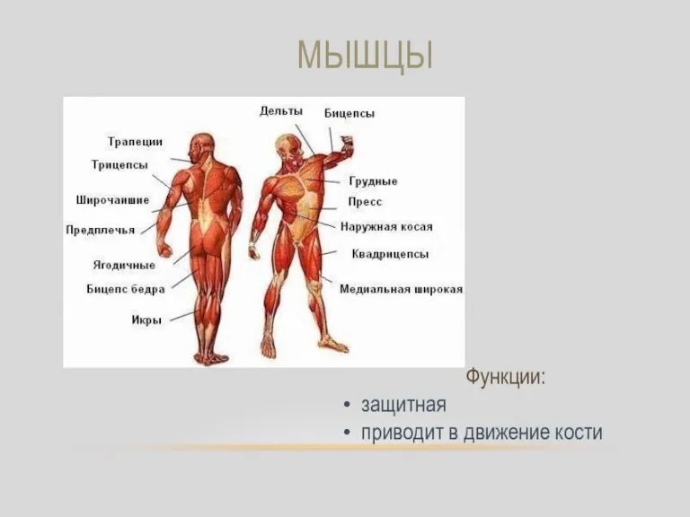 МЫШЦЫ Функции: защитная приводит в движение кости