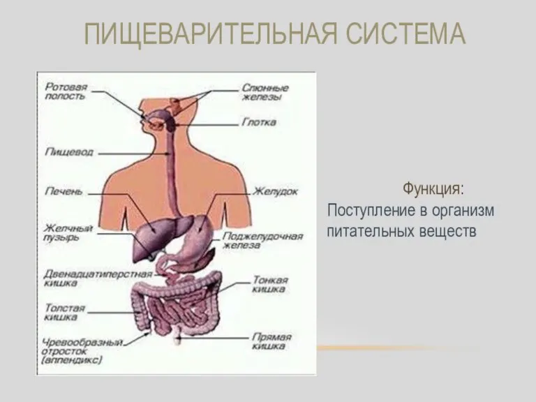 ПИЩЕВАРИТЕЛЬНАЯ СИСТЕМА Функция: Поступление в организм питательных веществ