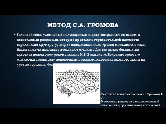 МЕТОД С.А. ГРОМОВА Головной мозг, уложенный полу­шариями кверху, вскрывают не одним, а