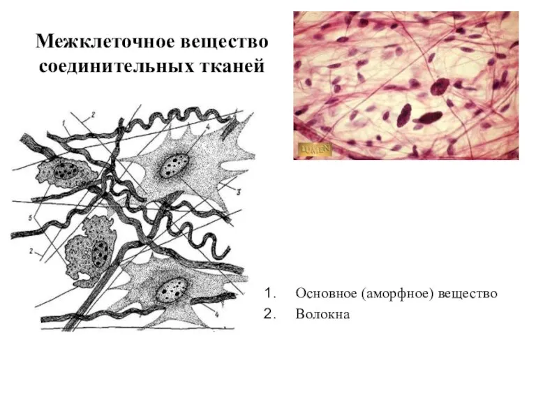 Межклеточное вещество соединительных тканей Основное (аморфное) вещество Волокна