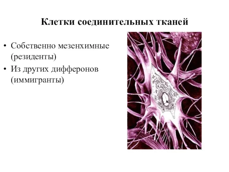 Клетки соединительных тканей Собственно мезенхимные (резиденты) Из других дифферонов (иммигранты)