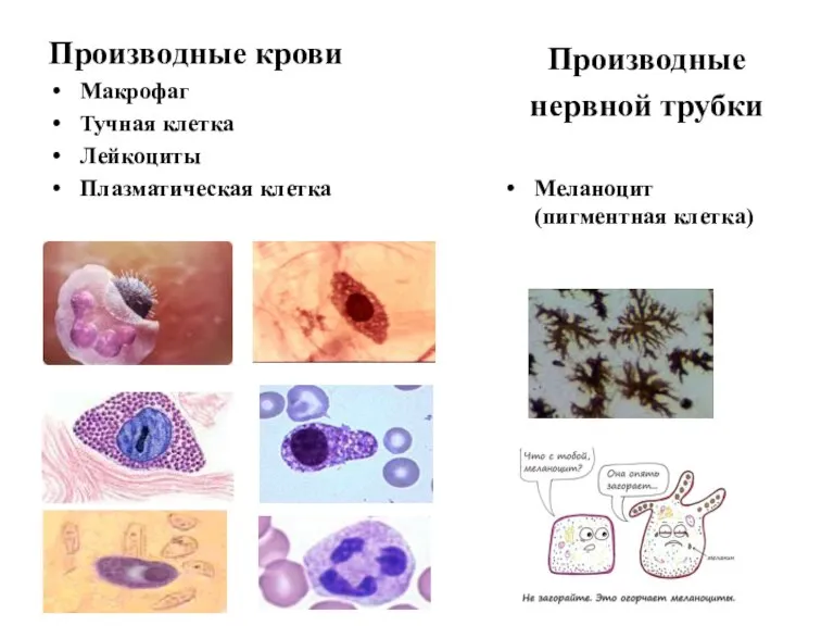 Производные крови Макрофаг Тучная клетка Лейкоциты Плазматическая клетка Производные нервной трубки Меланоцит (пигментная клетка)