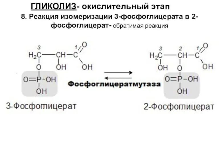 ГЛИКОЛИЗ- окислительный этап 8. Реакция изомеризации 3-фосфоглицерата в 2-фосфоглицерат- обратимая реакция