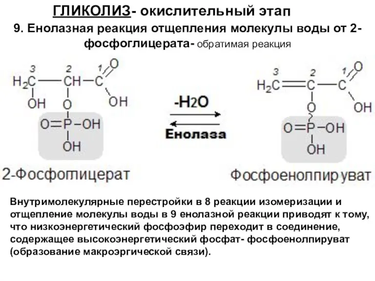 ГЛИКОЛИЗ- окислительный этап 9. Енолазная реакция отщепления молекулы воды от 2-фосфоглицерата- обратимая