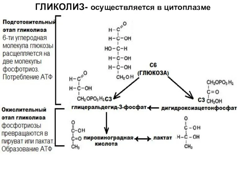 ГЛИКОЛИЗ- осуществляется в цитоплазме