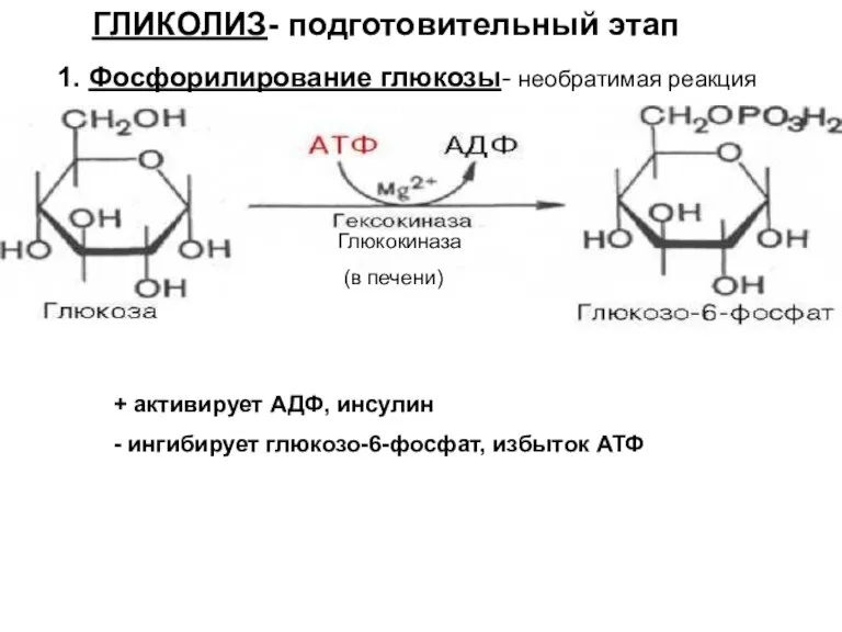 Глюкокиназа (в печени) 1. Фосфорилирование глюкозы- необратимая реакция + активирует АДФ, инсулин