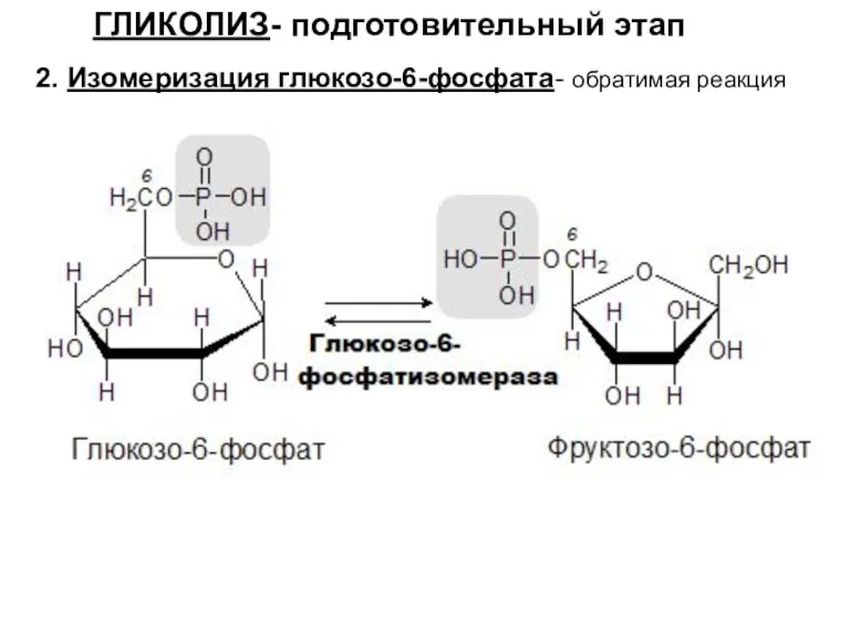 ГЛИКОЛИЗ- подготовительный этап 2. Изомеризация глюкозо-6-фосфата- обратимая реакция