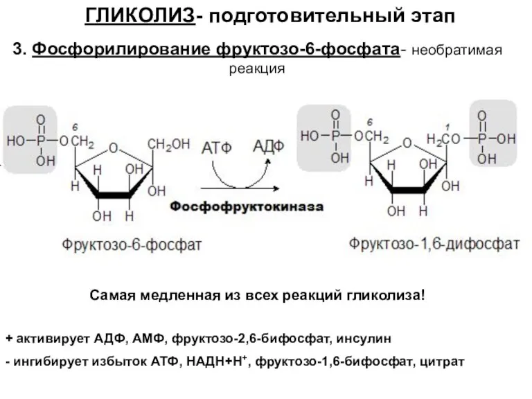 ГЛИКОЛИЗ- подготовительный этап 3. Фосфорилирование фруктозо-6-фосфата- необратимая реакция Самая медленная из всех