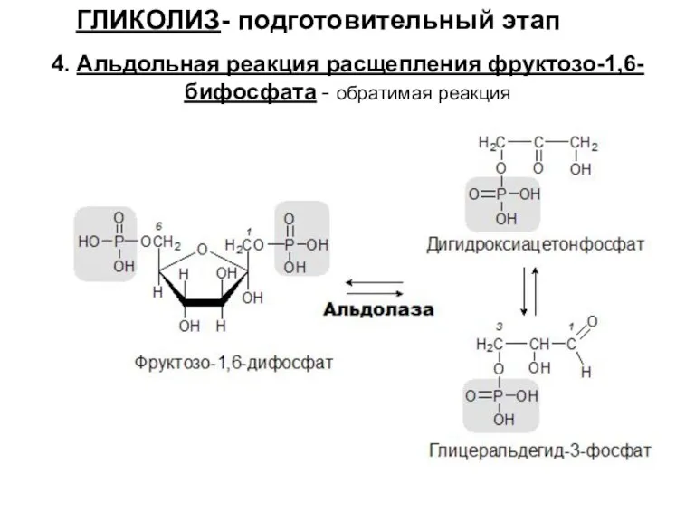 ГЛИКОЛИЗ- подготовительный этап 4. Альдольная реакция расщепления фруктозо-1,6-бифосфата - обратимая реакция