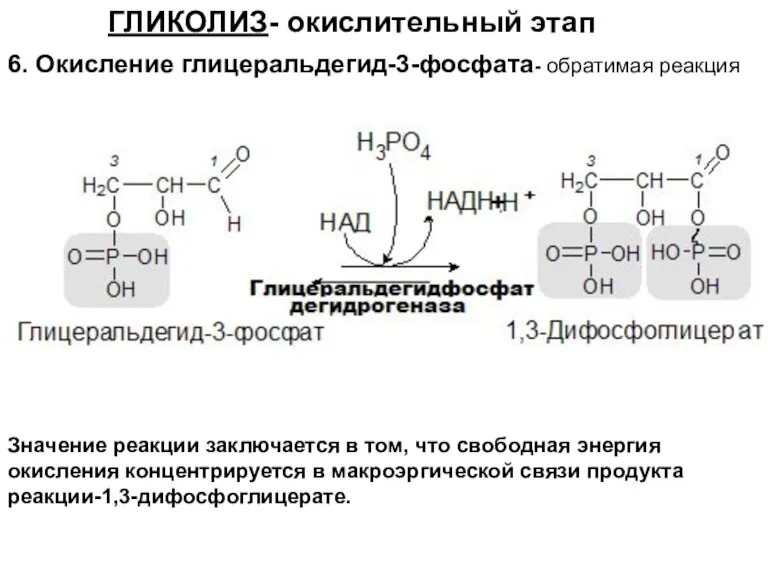ГЛИКОЛИЗ- окислительный этап 6. Окисление глицеральдегид-3-фосфата- обратимая реакция Значение реакции заключается в