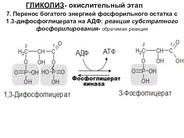 ГЛИКОЛИЗ- окислительный этап 7. Перенос богатого энергией фосфорильного остатка с 1.3-дифосфоглицерата на