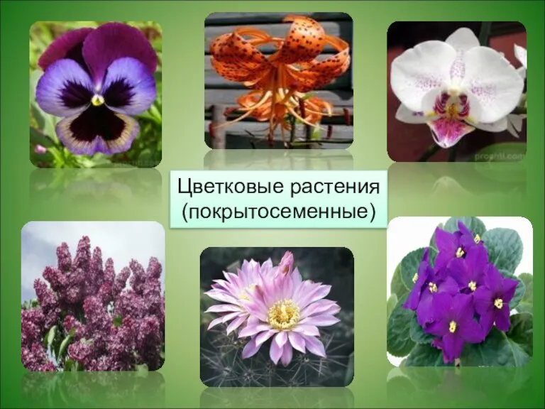 Цветковые растения (покрытосеменные)