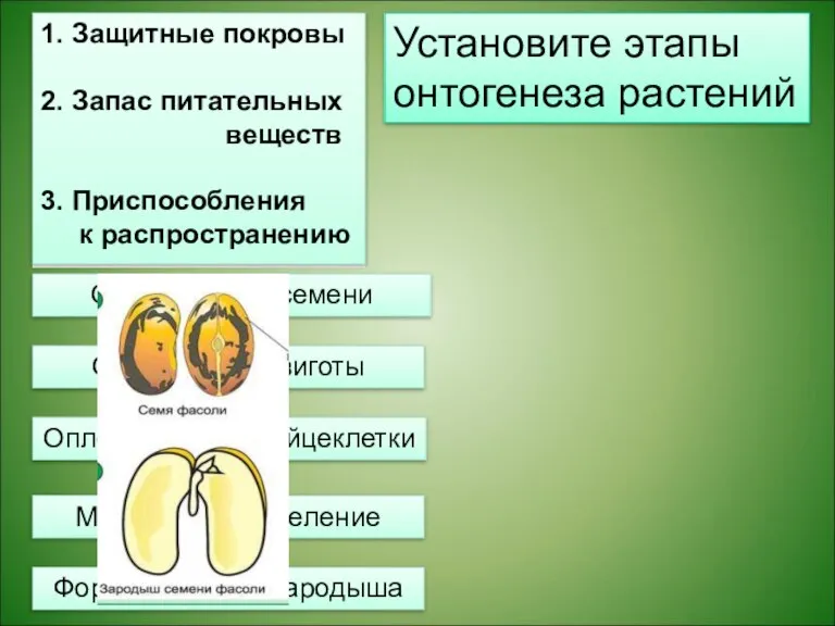 Установите этапы онтогенеза растений Оплодотворение яйцеклетки Образование зиготы Многократное деление Формирование зародыша