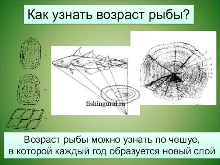 Возраст рыбы можно узнать по чешуе, в которой каждый год образуется новый