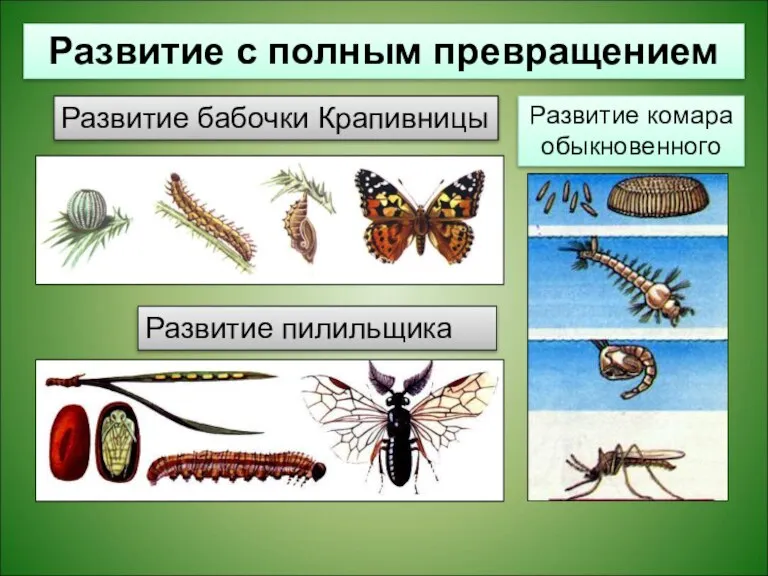 Развитие комара обыкновенного Развитие пилильщика Развитие с полным превращением Развитие бабочки Крапивницы