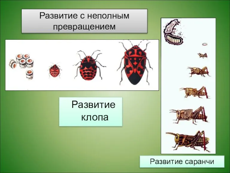 Развитие клопа Развитие саранчи Развитие с неполным превращением