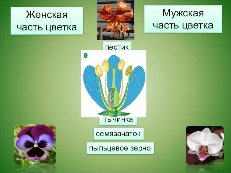 Женская часть цветка Мужская часть цветка пестик пыльник столбик завязь рыльце тычинка семязачаток пыльцевое зерно