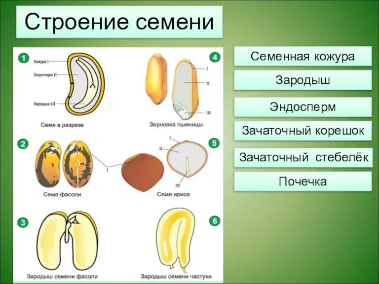 Строение семени Семенная кожура Зародыш Эндосперм Зачаточный корешок Зачаточный стебелёк Почечка